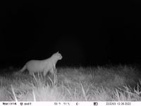 wildcamera kat